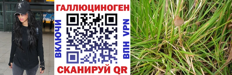 где продают   Называевск  Галлюциногенные грибы Psilocybe 